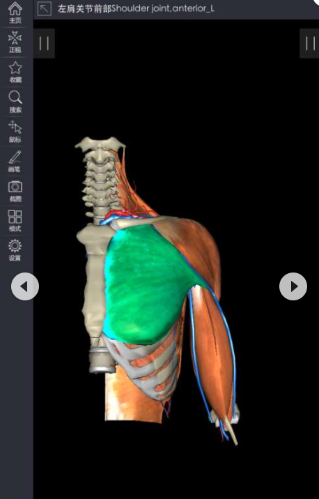 3D人体解剖软件(3dbody