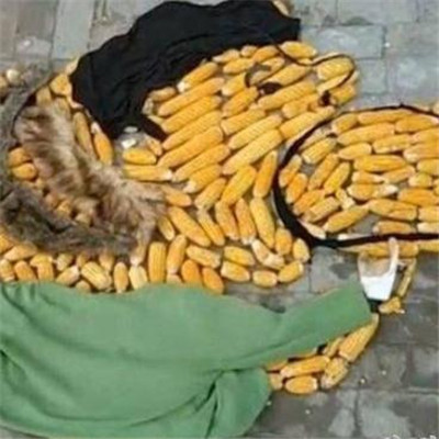 王思聪吃玉米高清卡通头像大全