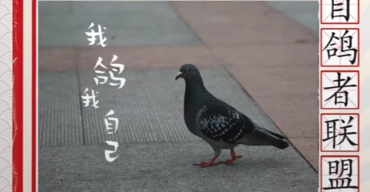 抖音自鸽者联盟意思详解
