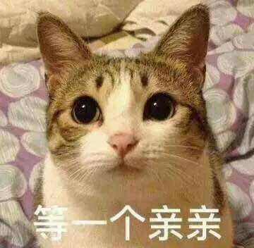 抖音猫南北狗东西意思/出处详解
