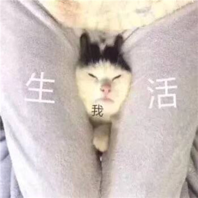 傻屌动物搞笑表情包带字