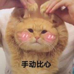 抖音可爱卖萌的猫咪比心动态图可保存