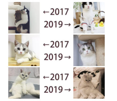 2017和2019的对比图意思介绍