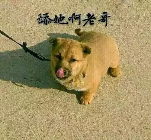 抖音弹幕评论上的hshs意思及出处一览