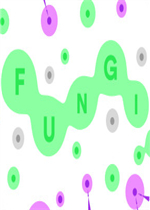 FUNGI中文傻瓜包