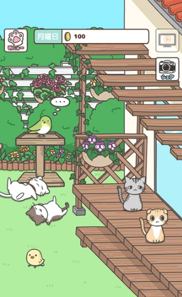 猫咪饲养日常中文版