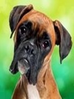 恶犬模拟器剧情版
