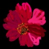 Memento Vivere