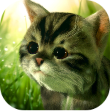 猫咪追寻:神秘探险