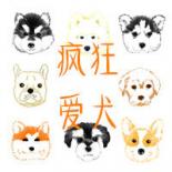 柯基养成记