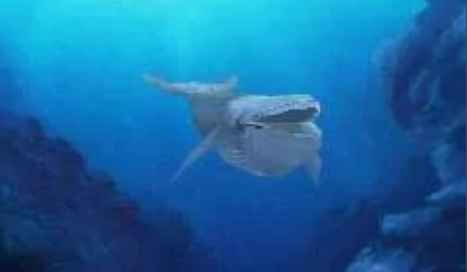 美丽的水族馆